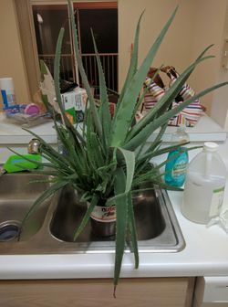 Aloe Vera plant