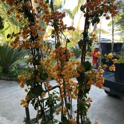 Orange Bougainvillea 30$ Each