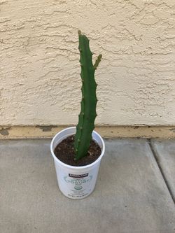Yellow Palora Dragon Fruit, Fully Rooted