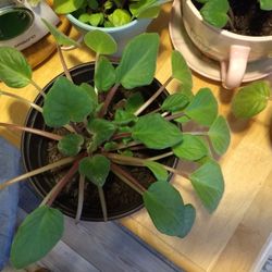 Healthy Large Leaves Violets 