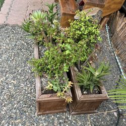 Two Wood Planters With Succulents