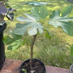 fig Tree Plants