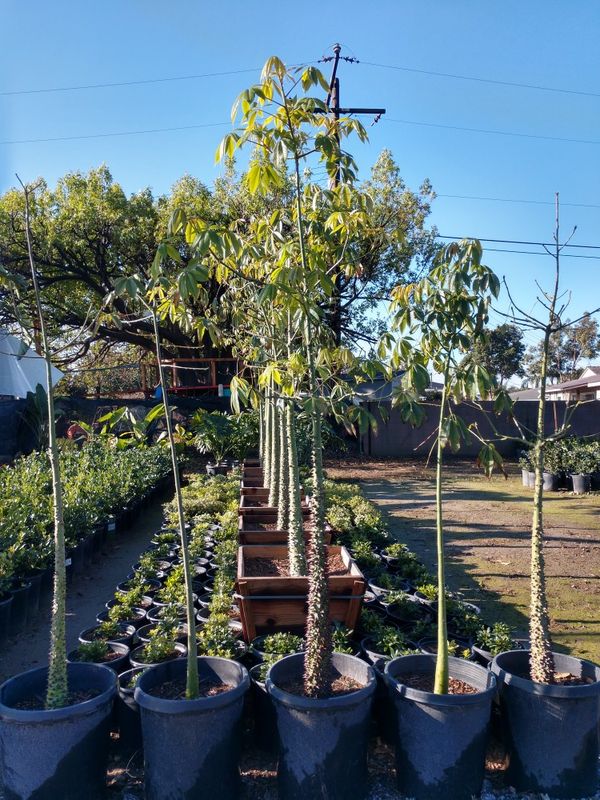 Silk Floss Tree for Sale in Paramount, CA - OfferUp
