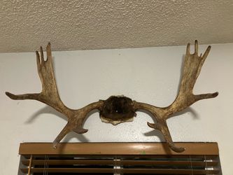 Moose antlers, about 34” wide