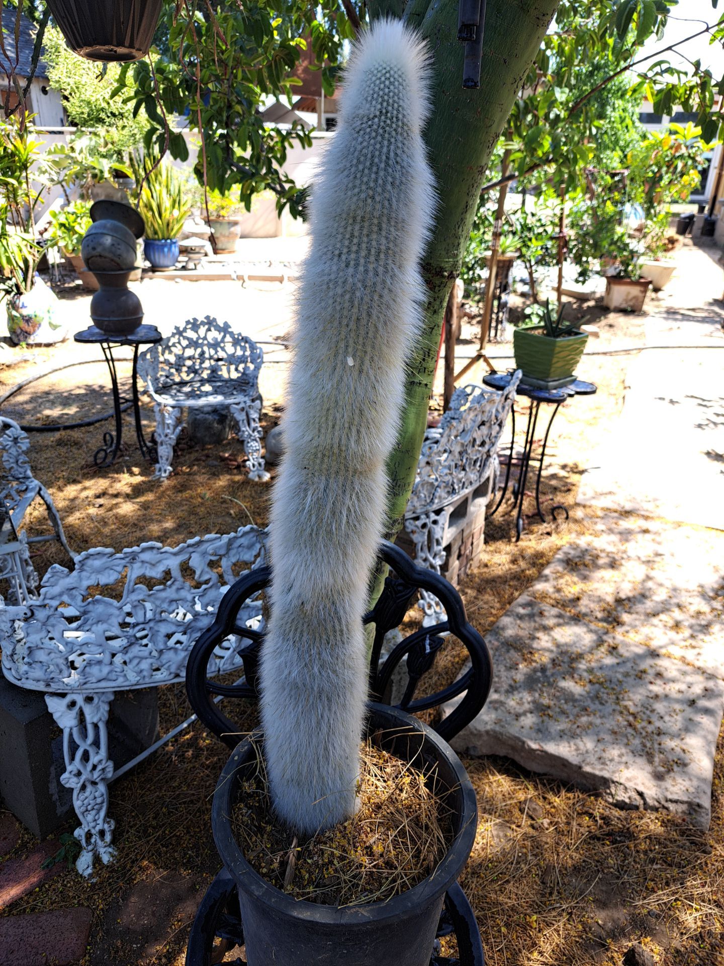 Silver torch Cactus
