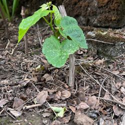 Grape Plant 