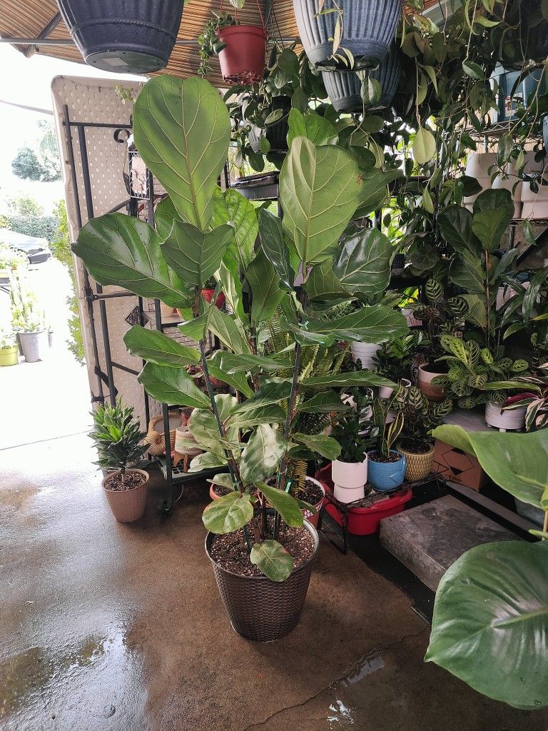 Fiddle Leaf Tree Indoor 