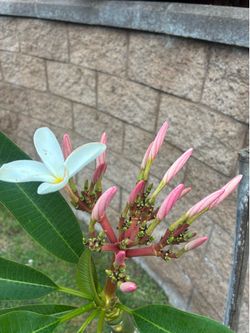 Extra Plumeria With Blooms - Light Pink