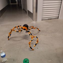 Spider 