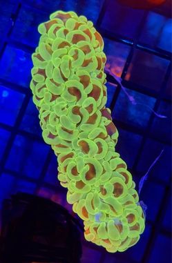 FAKE DECORATIONS  NEON WALL HAMMER COLONY