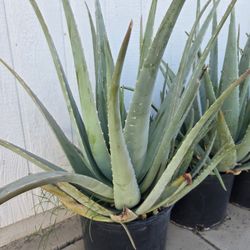 Medicinal ALOE 2 To 3 Ft Tall