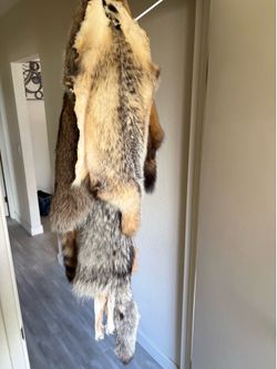 Animal pelts and fur hides