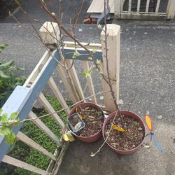 Apple Tree & Pear Tree