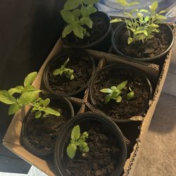 Basil Plants