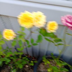 Rose  Plant