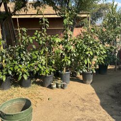 Mango,guayabas Lemon Oranges And More