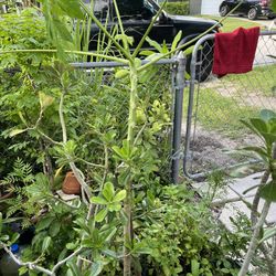 Small Fruit Plants , Large Lemon Plants, Popaya, Mah Kohk, Range Price ,20 To 80 Dollars Depending On The Plant