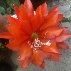 Epiphyllum Whole Blooming Plant For Sale, Is Orange Big  Flowers. In 1 Gallon  Pot Pick Up Only