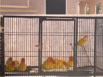 Cages