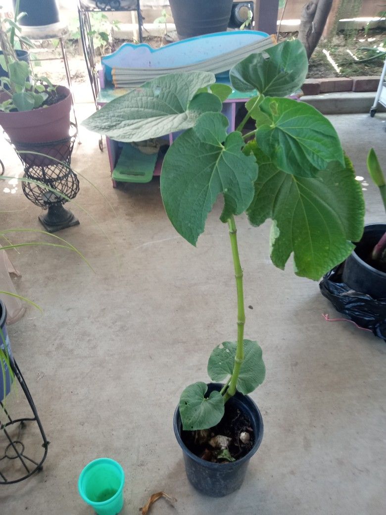 planta hoja santa