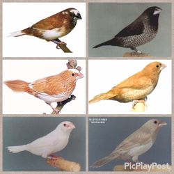 Society Finches