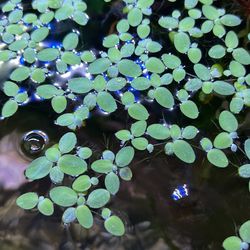 Water Lettuce Or Duckweed
