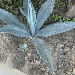 Una Planta De Maguey 
