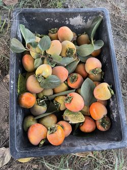 Persimmons