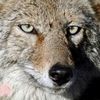El Coyote