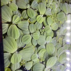 Dwarf Water Lettuce