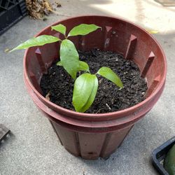 Lychee Plant