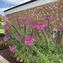 Beautiful indoor outdoor plants $5-$20