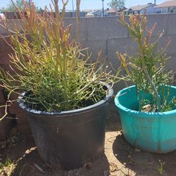  Firestick Cactus Or Aloe Plants