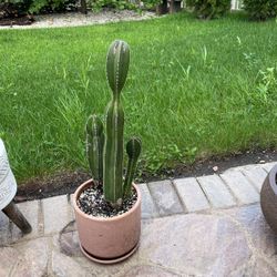 3 Cactus With Pot 