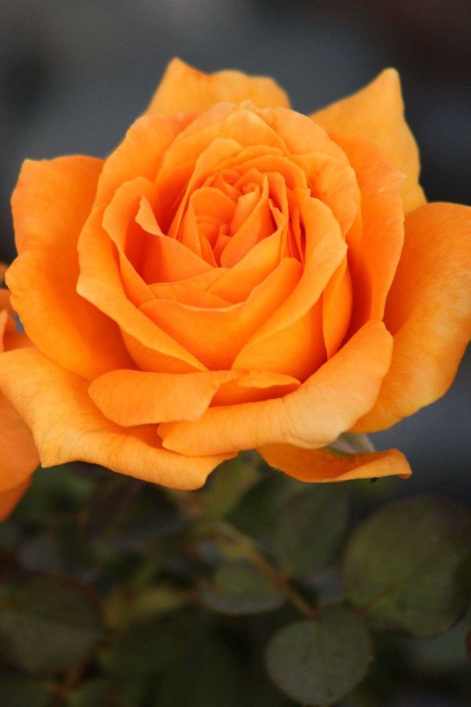 Floribunda Rose 'Vavoom' in 7 gallon pot
