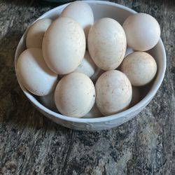 Fresh free range duck eggs