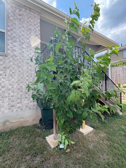 Mulberry tree