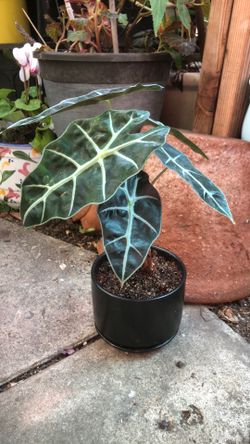 Alocasia amazonica 'Polly