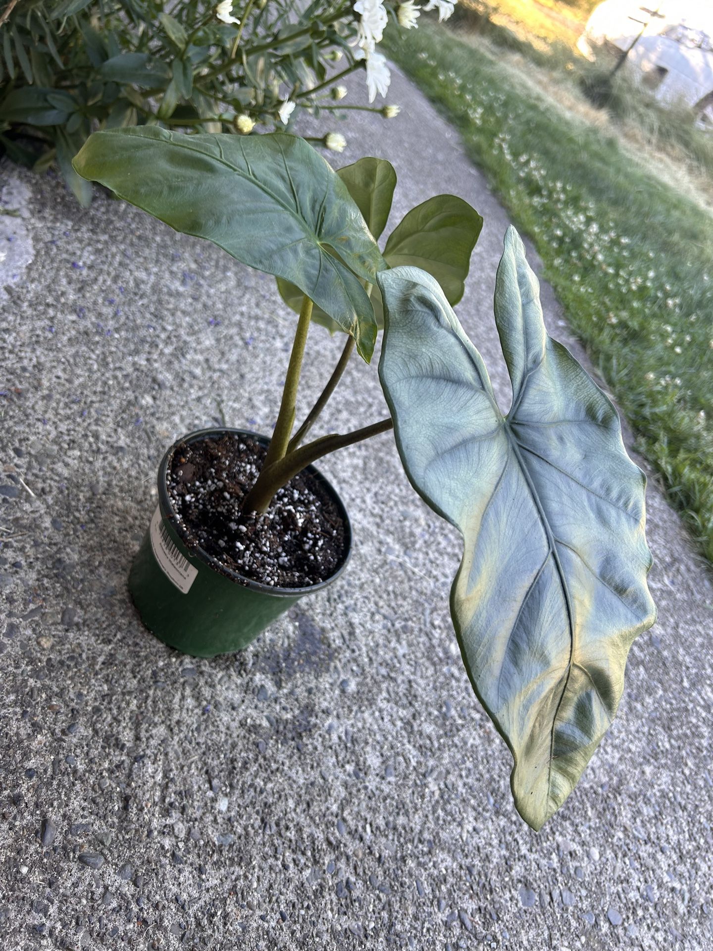 Alocasia Corazon