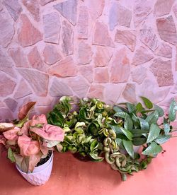 🌸 Pink & Trailing Plant Bundle - Hindu Rope, Cebu Blue and Syngonium Pink Strawberry