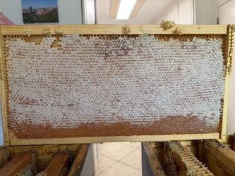 Organic honey