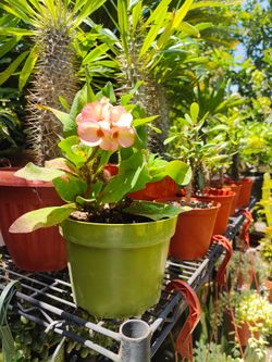 Crown of Thorns