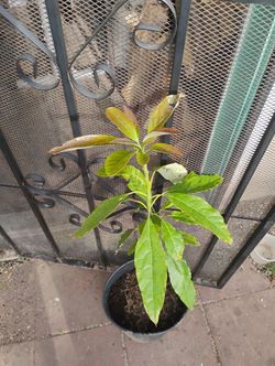Avocado 🥑 Tree 