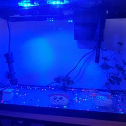 10 GALLON GLOW TANK