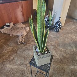 2ft2in Tall Sansevieria Snake Plants In New 6in Ceramic Pot 