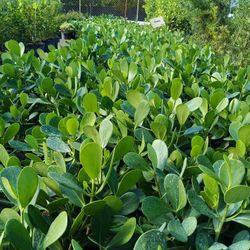 Clusia Privacy Hedge Plants 🌿💚 3gl $4.50