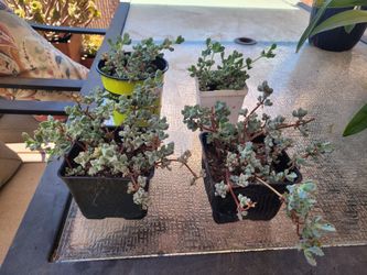 Deltoid Leaf Dew Plants 