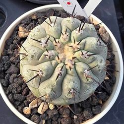 Copiapoa Cinerea Seedling Rare Cactus Plant 