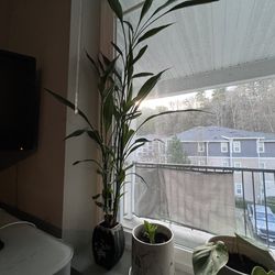 Plants for sale