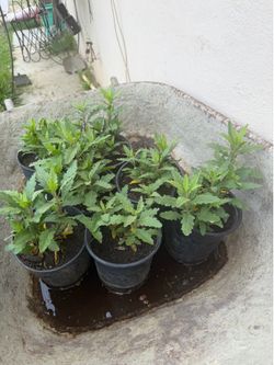 Plantas de epazote.  5$. Cada una